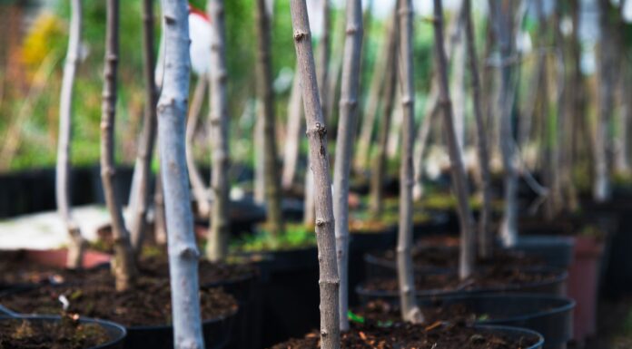 February gardening guide