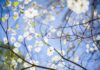 Learn all about trees