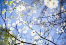 Learn all about trees