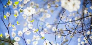 Learn all about trees