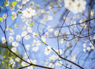 Learn all about trees