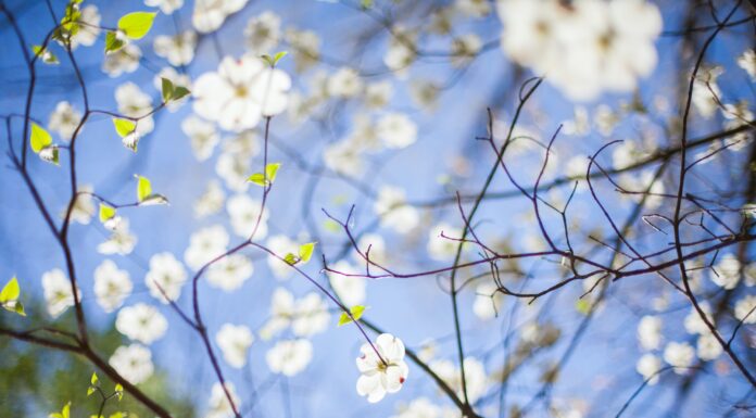 Learn all about trees