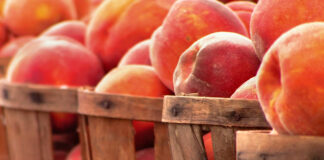 Alabama peaches in some uncertainty for 2023