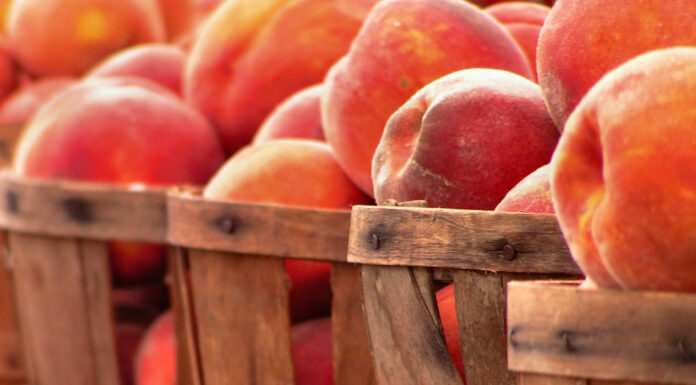 Alabama peaches in some uncertainty for 2023