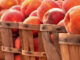 Alabama peaches in some uncertainty for 2023