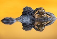 Winners of 2023 Outdoor Alabama Photo Contest announced