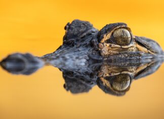 Winners of 2023 Outdoor Alabama Photo Contest announced