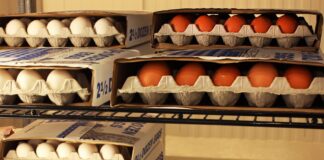 The truth behind eggcessively expensive eggs