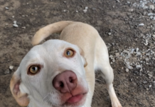 Pet of the Week: Miss Beans