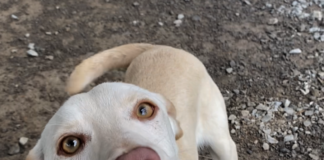 Pet of the Week: Miss Beans