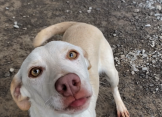 Pet of the Week: Miss Beans