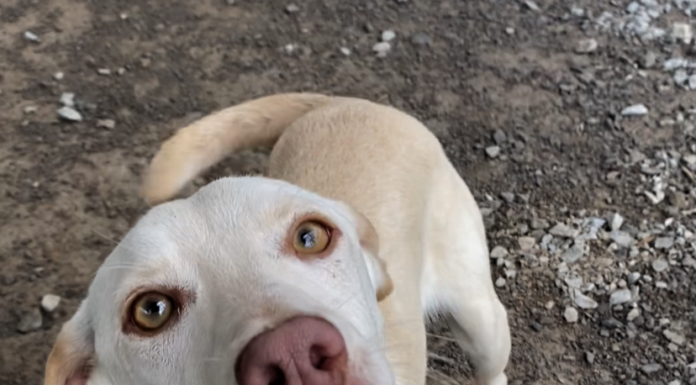 Pet of the Week: Miss Beans