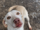 Pet of the Week: Miss Beans