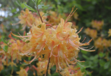 Native azalea and wildflower sale coming