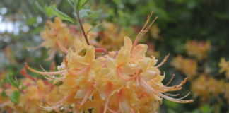 Native azalea and wildflower sale coming