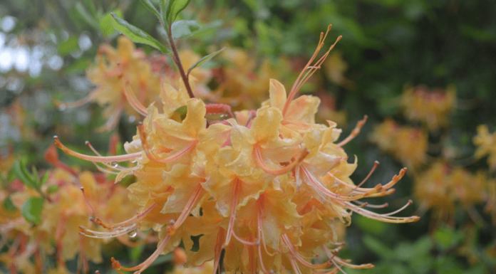 Native azalea and wildflower sale coming