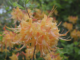 Native azalea and wildflower sale coming