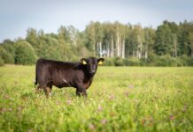 Alabama Extension awarded SARE grant to improve land-use efficiency and sustainability in Southeast