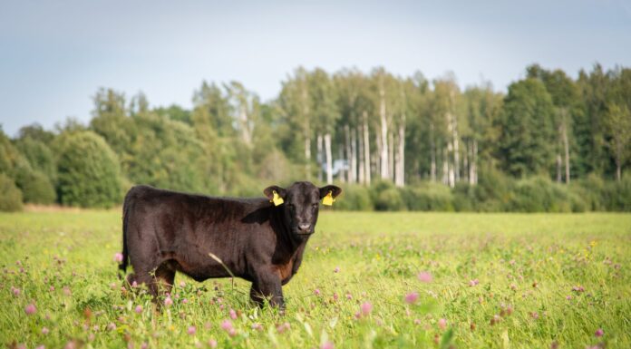 Alabama Extension awarded SARE grant to improve land-use efficiency and sustainability in Southeast