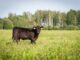 Alabama Extension awarded SARE grant to improve land-use efficiency and sustainability in Southeast