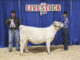 Cullman County youth shine at Alabama Jr. Livestock Expo