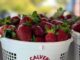 The sweet goodness of J. Calvert Farms
