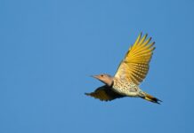 Northern flicker: The story behind Alabama’s state bird