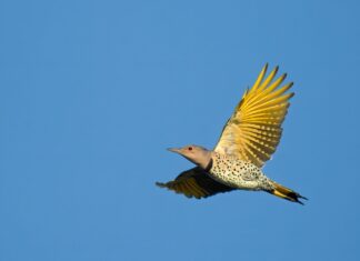 Northern flicker: The story behind Alabama’s state bird