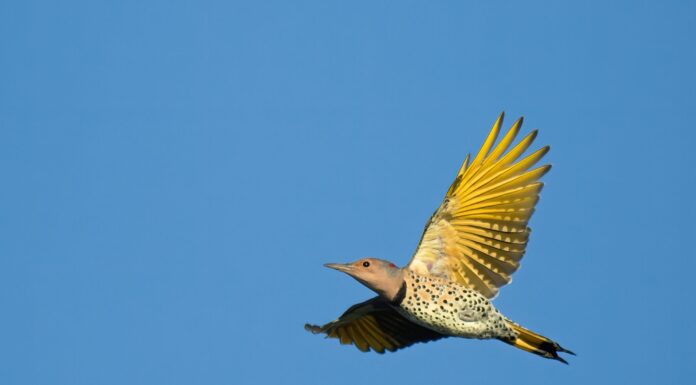 Northern flicker: The story behind Alabama’s state bird