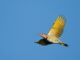 Northern flicker: The story behind Alabama’s state bird