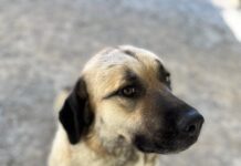 PET OF THE WEEK: Read a mystery with Agatha by your side