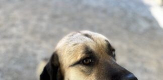 PET OF THE WEEK: Read a mystery with Agatha by your side