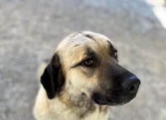 PET OF THE WEEK: Read a mystery with Agatha by your side