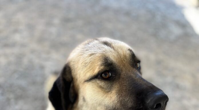 PET OF THE WEEK: Read a mystery with Agatha by your side