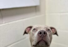 Pet of the Week: Around the world with Atlas