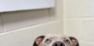 Pet of the Week: Around the world with Atlas