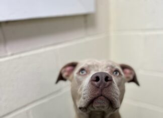 Pet of the Week: Around the world with Atlas