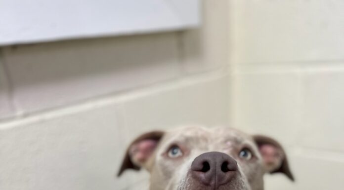 Pet of the Week: Around the world with Atlas