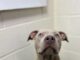 Pet of the Week: Around the world with Atlas