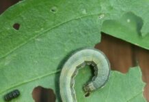 ACES expert encourages vegetable growers to scout for armyworms
