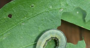 ACES expert encourages vegetable growers to scout for armyworms