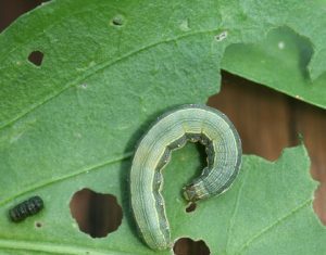 ACES expert encourages vegetable growers to scout for armyworms