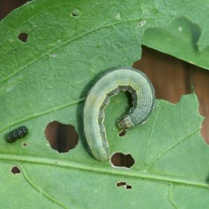 ACES expert encourages vegetable growers to scout for armyworms