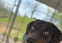 Pet of the Week: Share Easter ham with Sam