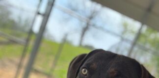 ‘They deserve a chance’; Pet of the Week feature leads to 90% adoption rate