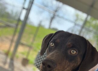 ‘They deserve a chance’; Pet of the Week feature leads to 90% adoption rate