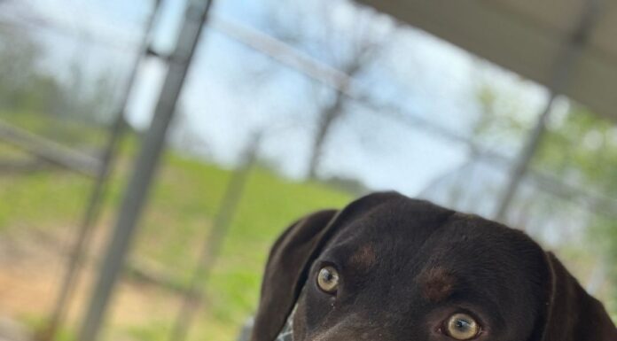 Pet of the Week: Share Easter ham with Sam