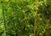 ACES: Take care to prevent an invasive species garden takeover