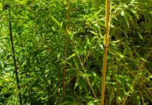 ACES: Take care to prevent an invasive species garden takeover