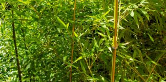 ACES: Take care to prevent an invasive species garden takeover